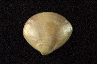 藏品(普通文蛤)的圖片